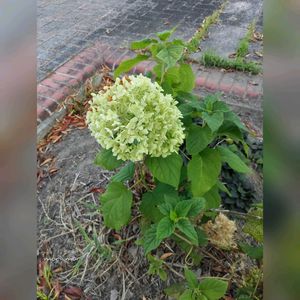 アジサイ,世界平和,被災地にエールを…。,こんな時こそ花を,森の負けないぞ❗️の画像