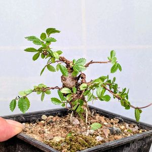 ニレケヤキ,盆栽,ミニ盆栽,盆栽苗木,まめ盆栽の画像