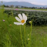 畑の画像