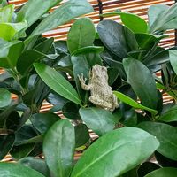 ガジュマル,カエル,アマガエル,カエル倶楽部♡の画像