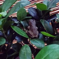 ガジュマル,カエル,アマガエル,カエル倶楽部♡の画像
