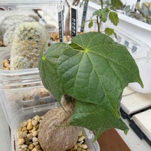カルメナエ,フィルミアナ コロラータ,多肉植物,塊根植物,コーデックスの画像
