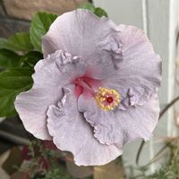 アゲハ蝶,薄紫色の花,今日のハイビスカス,玄関アプローチの画像