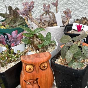 フクロウ祭り,棚,ベランダの画像