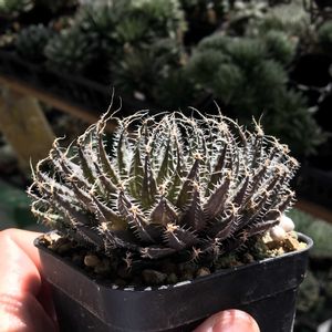 ハオルチア,ハオルチア マクロヤリス,多肉植物,ハオルチア属,ハオルシア属     の画像