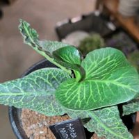 ユーフォルビア フランコイシー,ユーフォルビア,珍奇植物,植中毒,バルコニストの画像