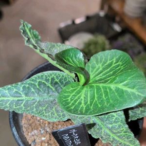 ユーフォルビア フランコイシー,ユーフォルビア,珍奇植物,植中毒,バルコニストの画像