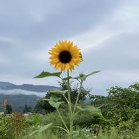 オジギソウ,ミニひまわり,ニラの花,今日も1日お疲れ様でーす❣️,オオイネダテの画像