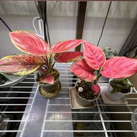 アグラオネマ,アグラオネマ アンヤマニーレッド,赤い葉,室内管理の画像