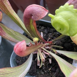 食虫植物,食虫植物 サラセニア,食虫植物広め隊,サラセニア科,サラセニアンの画像