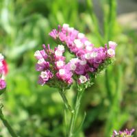 スターチス,ピンクの花,お花を楽しむ,お写んぽ,カメラ女子の画像