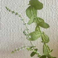 ミント,ハーブ,リビング・ダイニングの画像