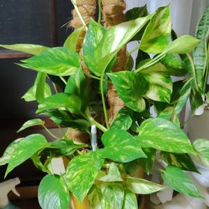 ポトス,ポトス・ハッピーデー,観葉植物,癒し,インテリアグリーンの画像