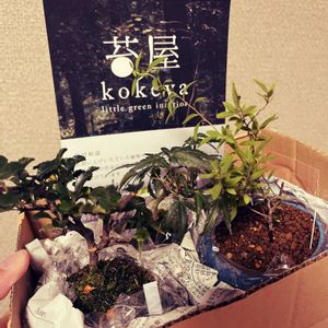 長寿梅,長良川モミジ,姫ユキヤナギ,苔玉,ミニ盆栽の画像