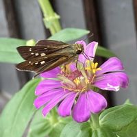 百日草,乙女心,セセリチョウ,昆虫と植物,緑のある暮らしの画像