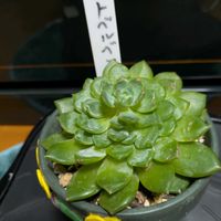 多肉植物,リビングの画像
