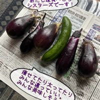 茄子ときゅうり,キッチン,家庭菜園,庭の画像