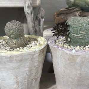 ミギウルティヌス,多肉植物,開花,珍奇植物,ビザールプランツの画像