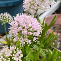 アリウム,バラ,バラ,変化朝顔,変化朝顔の画像