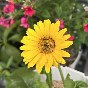 鉢植え,キク科,宿根・多年草,アヅミン,玄関アプローチの画像