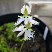 サギソウ,サギソウ,サギソウ,鉢植え,屋上ガーデンの画像