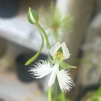 サギソウ,今日のお花の画像