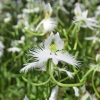 サギソウ,昭和記念公園,今日のお花,キュンキュン乙女倶楽部,お写ん歩の画像