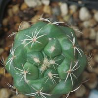 ハオルチア,多肉植物,観葉植物,塊根植物,サボテン科の画像
