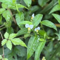 花のある暮らし,お散歩写真,緑のある暮らし,GSに感謝。,平和を願うの画像