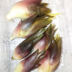 ミョウガ,収穫,道の駅,農作業,お料理にの画像