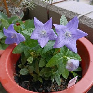 薔薇 ツルブルームーン,キキョウ  センチメンタルブルー,八重咲きブーゲンビリア ピンク,いつも笑顔で過ごそう♡,GS皆様ありがとうの画像
