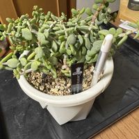 ケラリア ピグマエア,多肉植物,塊根植物,剪定の画像