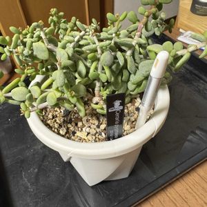 ケラリア ピグマエア,多肉植物,塊根植物,剪定の画像