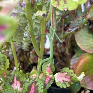 コリウス,ベゴニア,ペチュニア,寄せ植え,カマキリの画像
