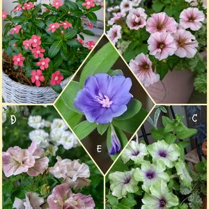 ベランダガーデン,花のある暮らしの画像