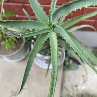 アロエ,iPhone撮影,小さな庭の画像