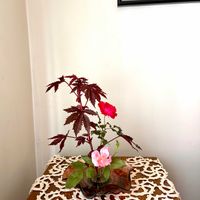 花のある暮らし,緑のある暮らし,IKEBANA,アメリカ在住,sasukemama倶楽部の画像