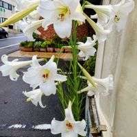 テッポウユリ,テッポウユリの画像