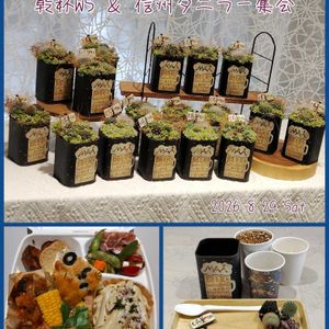 多肉植物,多肉大好き,多肉中毒,イベント,多肉多肉多肉の画像