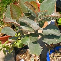 カランコエ,ファング,多肉植物,新潟の画像