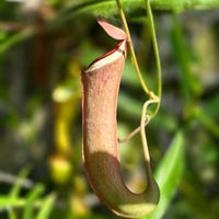 ネペンテス,ネペンテス・アルボマルギナタ,食虫植物,季節の花,季節の風物詩の画像