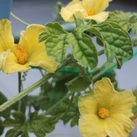 ゴーヤ,グリーンカーテン,ガーデニング,ネコ好き,プランター野菜の画像