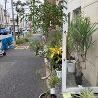 シマトネリコの画像
