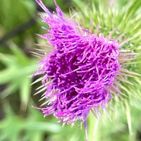 アザミ,アザミ,アザミの綿毛,まだ、咲きます✿,花のある暮らしの画像