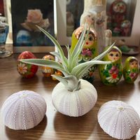 エアプランツ,Tillandsia.,平和を願う☆,いつまでも友達でいよう♡の画像