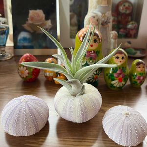 エアプランツ,Tillandsia.,平和を願う☆,いつまでも友達でいよう♡の画像