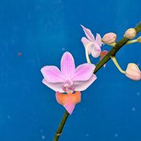 山野草,スマホ撮影,棚の画像