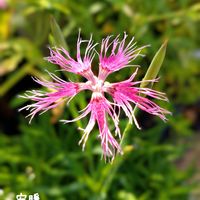 ナデシコレインボーラブリネス,種まき,花のある暮らし,お花を楽しむ,タネまきの画像
