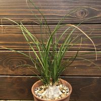 トックリラン,ノリナ,子ぶたのしっぽ,多肉植物,鉢植えの画像