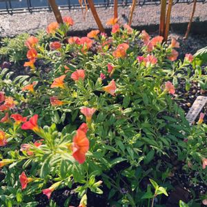 カリブラコア　アマービレ,植木鉢,庭の画像